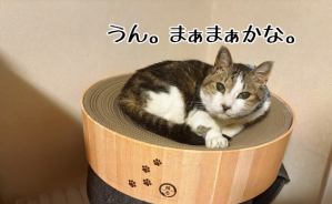 薄々気づいていたけどやっぱりか…
