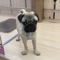 お店の子紹介🐕
