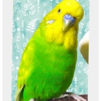 PBFDそらちゃんと☆あむしろインコ日記☆