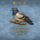ハトの名称５　その他５種の名称について、アラブ世界の鳩７