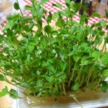『豆苗は安くてコスパが大変良い野菜』の画像