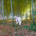 いんちょブログ