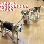 ガオだらけな日々　