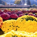 野岩鉄道6050系@61103編成（ざる菊）