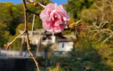 『天皇陛下即位記念桜植樹_桜開花』の画像