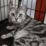 『【里親募集中】アメショーのロケットくん』の画像