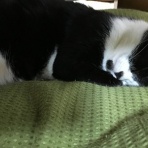 にゃん太の散歩日記