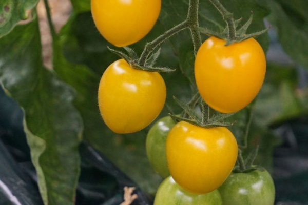 立澤農園 トマト日記 トマト園芸