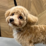 山形県 ペットショップ ワンラブ イオンモール三川店のスタッフブログ