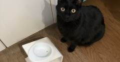 ご飯をひたすら待つアヤちゃん