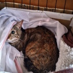 うちのとらまる