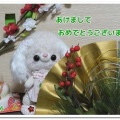あけましておめでとうございます(*^^*)