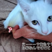 解明されない謎黄ばみ…