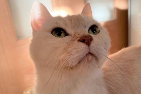 ねこ 猫 ネコ好きは とまらニャィッ♪