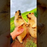 『クッキーを取り合うマーモットが割と容赦ない』の画像