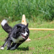 【犬との暮らし】見つめる目も表情がちがうよね！家族の心もこの花みたい♪