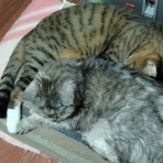 にゃんズの母（認知症と猫とわたし）