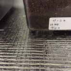 メガソマメインの飼育記