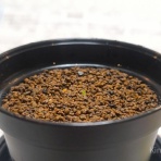 盆栽な感じで…的な！