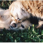 実家の猫、なんか塩対応になる。