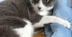 14歳の猫と3歳の猫とのじゃれあい