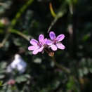 オランダフウロとトキワハゼ