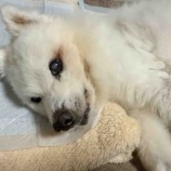 『ふうかちゃんの現在の様子について』の画像