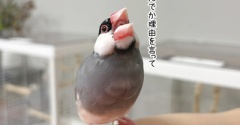 ぽやぽや増しのセラ