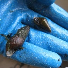 ミナミヌマエビの飛び出し死について 原因と対策 虎ノ門虎之助のベランダ ラボラトリー Ft メダカ