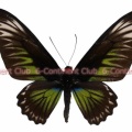 アカエリトリバネアゲハ♀ (ボルネオ) Trogonoptera brookiana brookiana