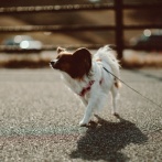 女さん「娘にニートと言われた、パートして送り迎えして犬の世話してひぃひぃ言ってるのに」