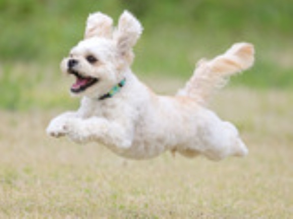 4-19-1　吉岡　茶々丸くん　5歳　南あわじドッグラン飛行犬撮影所にて