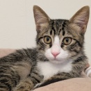 生後３ヶ月　モカ　募集中