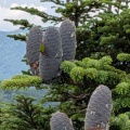 八甲田山