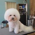 ☆トリミングブログ☆