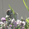 ベランダに来るスズメ