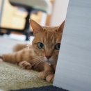 飼い猫は見た…