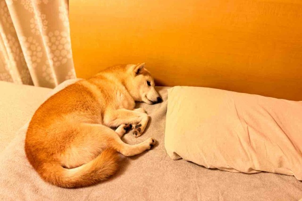 かぼすちゃんとおさんぽ。 Powered by ライブドアブログ