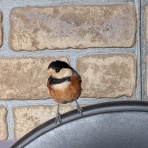 八十翁のつぶやき