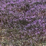 ひとりたのしむうた