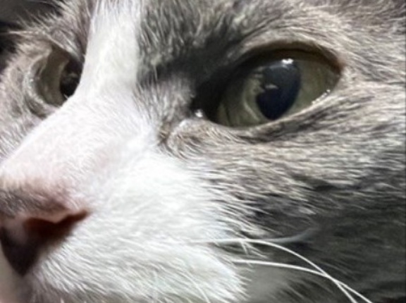 じゃれ合いの撮影時間は制限時間ありと猫に伝えたら・・・