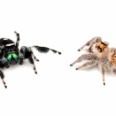 リーガルジャンピングスパイダーの交接