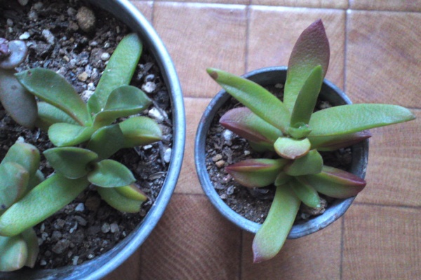 タニク食堂 Crassula 赤鬼城
