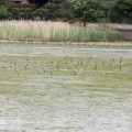 令和6(2024)年5月6日の鳥さん Vol.2　谷津干潟で野鳥の観察･撮影 オオソリハシシギの集団飛翔が続く!!シギチ複数種登場!!キョウジョシギも登場!!