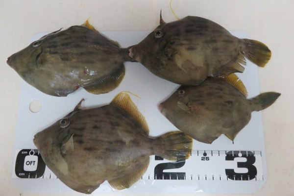 見て 歩き よろこぶ者 年10月