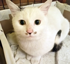 プン！　十五日目　里親募集