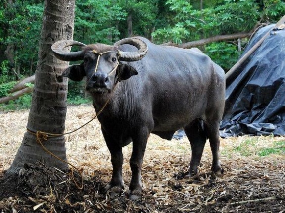 フィリピン「世界各国の国獣でポケモンバトルするなら何を出す？」