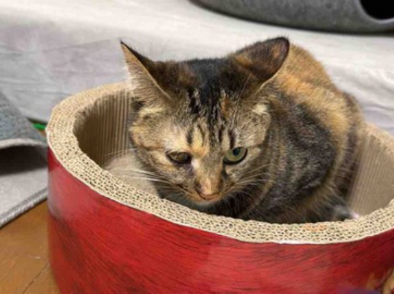 コムギ娘猫、こつぜんと姿を消す　20260609