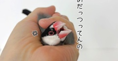 兄たんのそばに行きたい弟