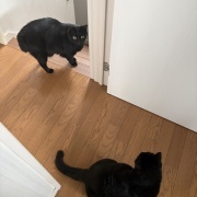 お互いが気になる猫たち